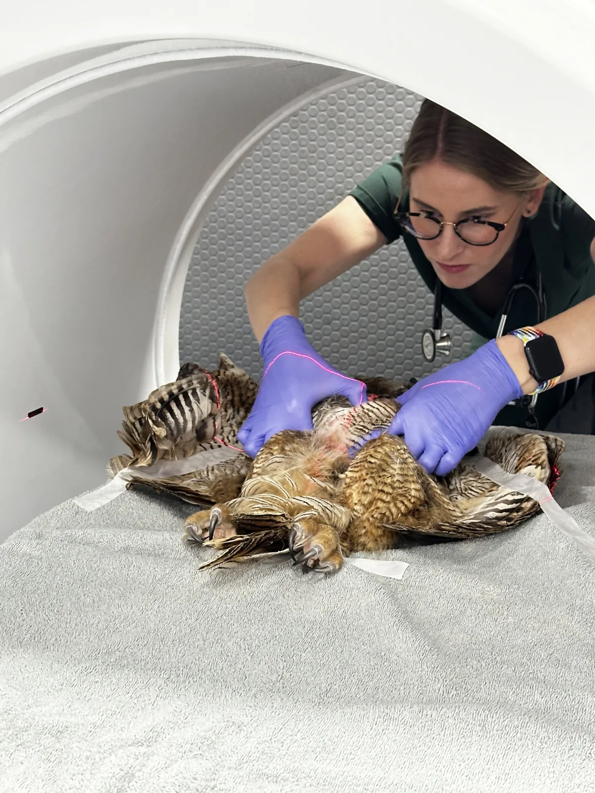 A veterinary technician positioning a hawk on the scanner table